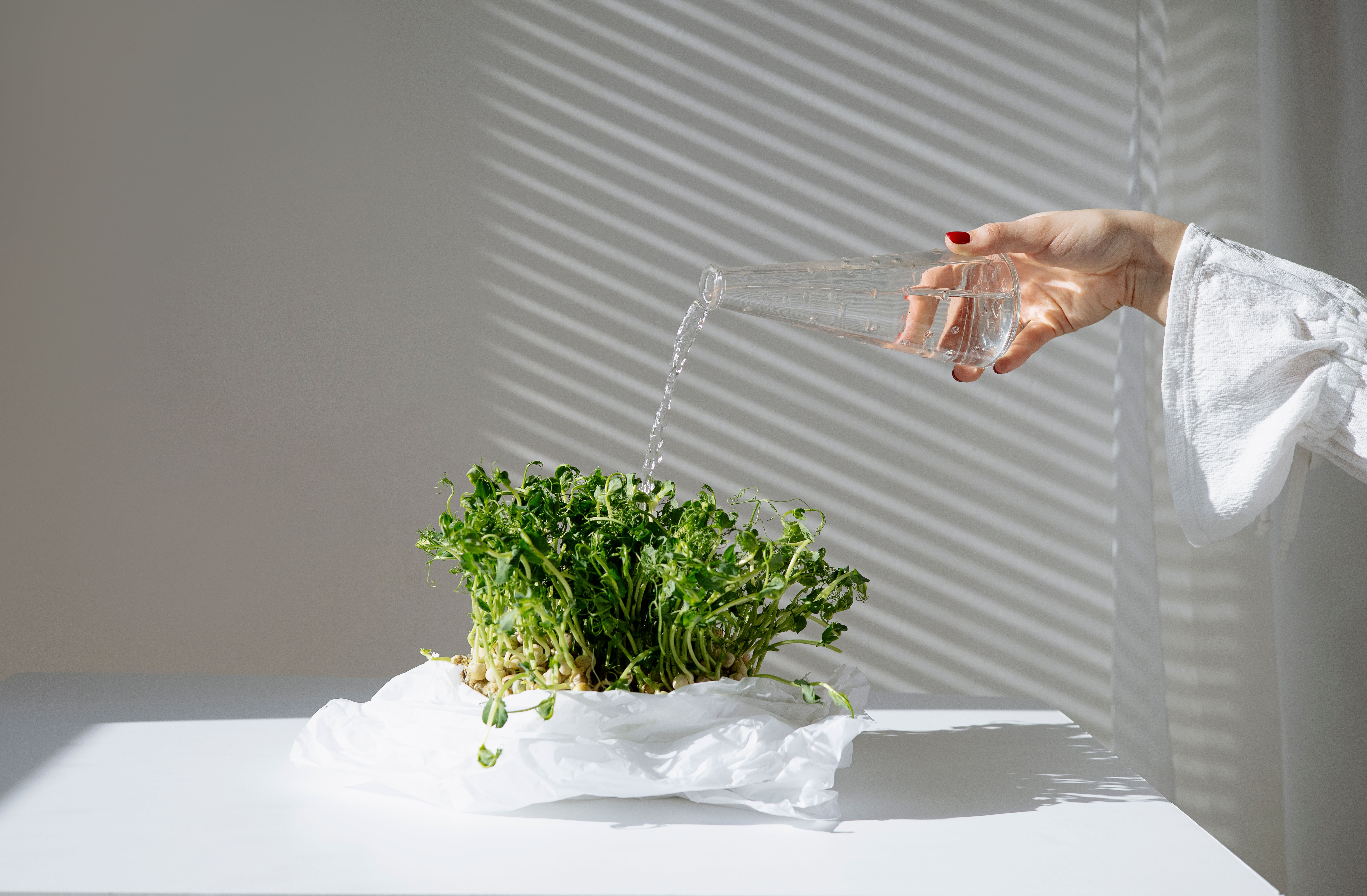 Fresh microgreens showcase